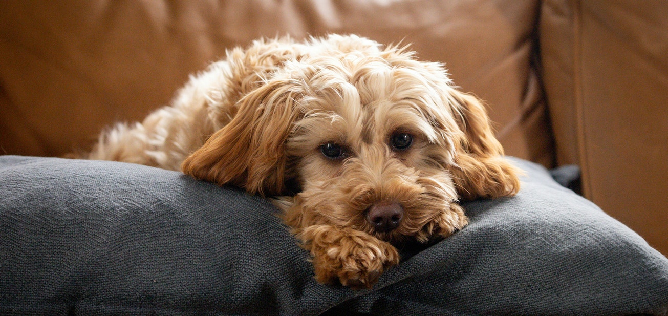 Your Guide To Adopting An Older Dog - Desktop