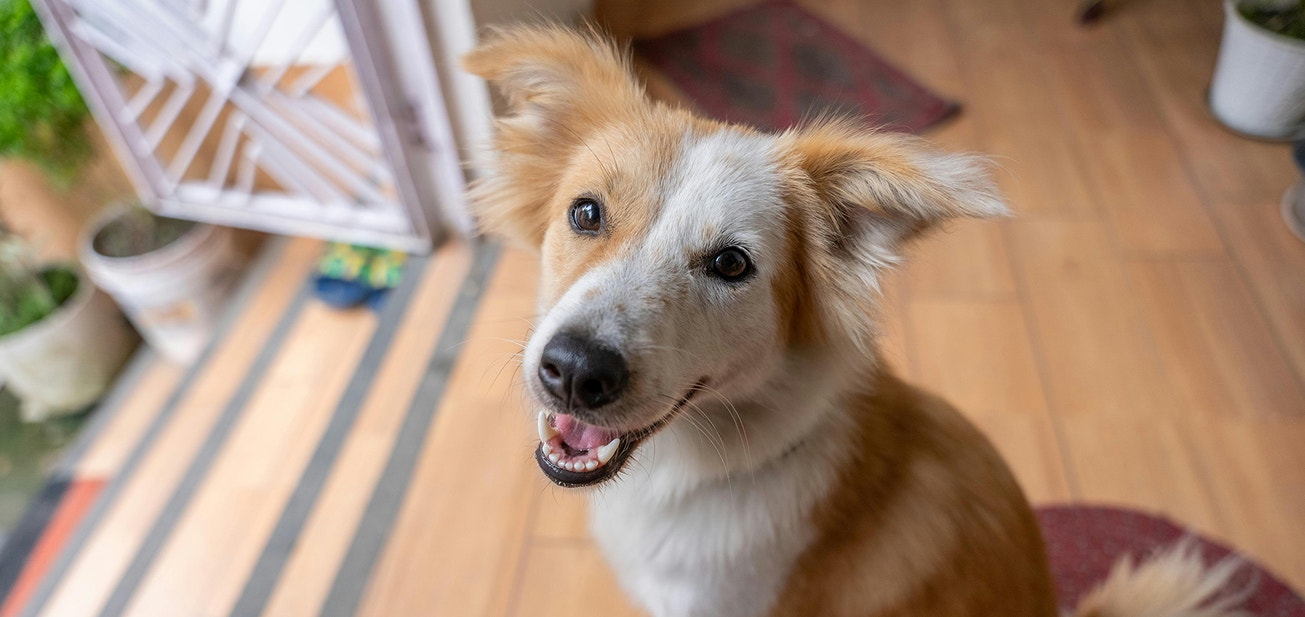 Cleaning Your Dog’s Teeth - Desktop