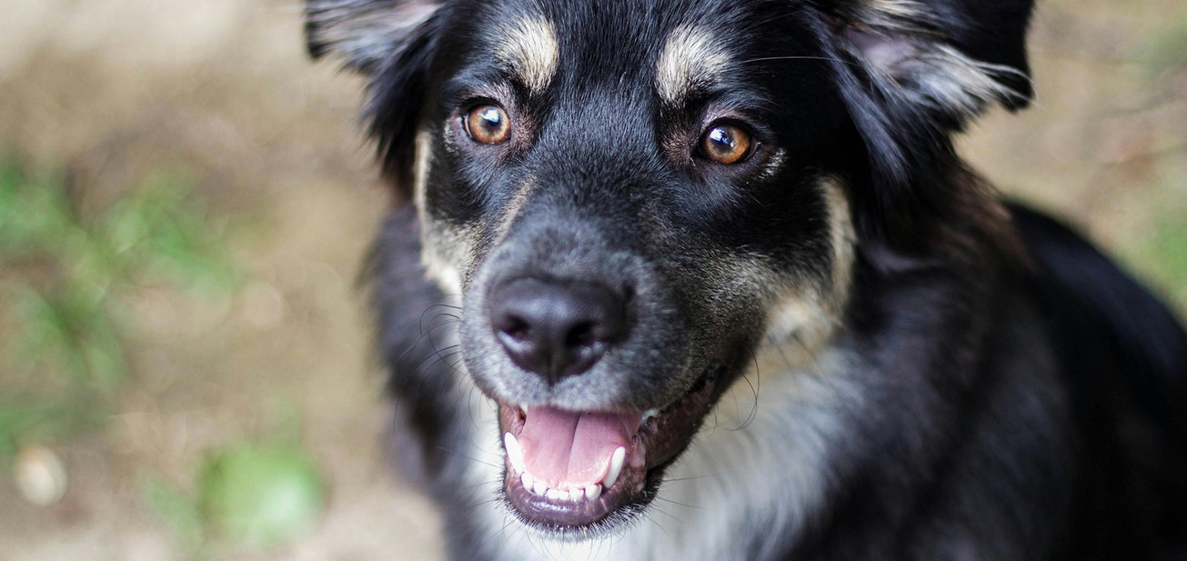 Keeping On Top Of Your Dog's Dental Health - Desktop