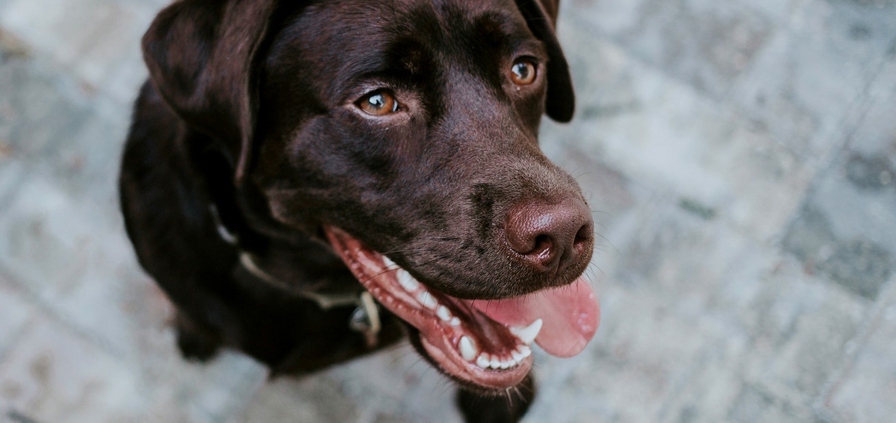 Supporting Your Dog's Dental Health - Desktop