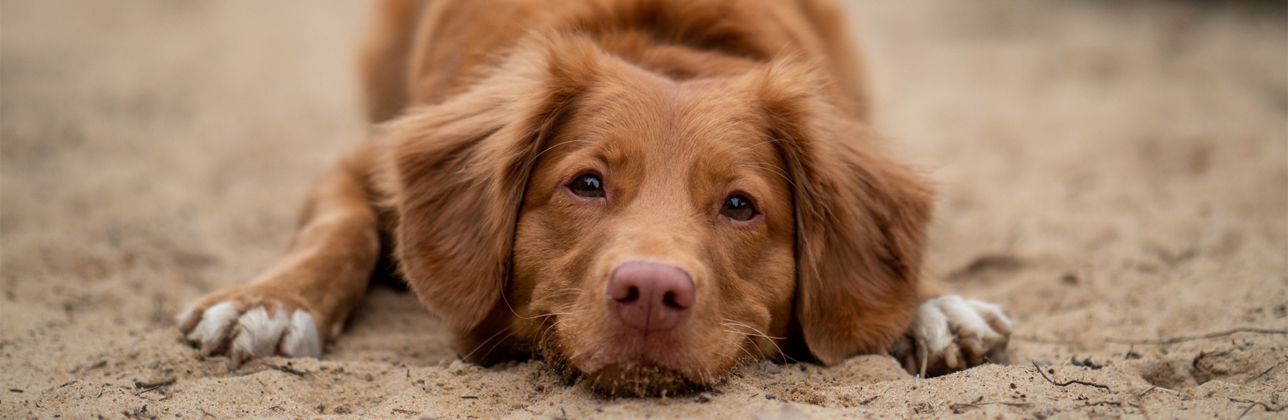 Why Dogs Lick Their Paws - Desktop