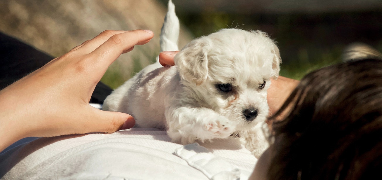 Getting Your Foster Puppy Ready for Their Forever Home - Desktop