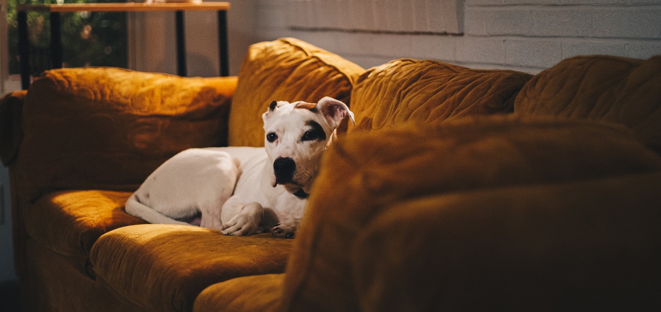 Settling Your Dog into Your New Home - Desktop