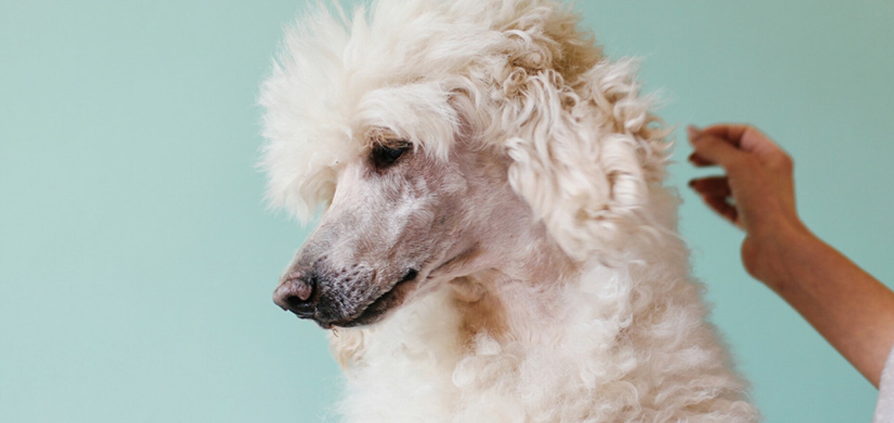 Keeping your dog’s coat looking great - Desktop