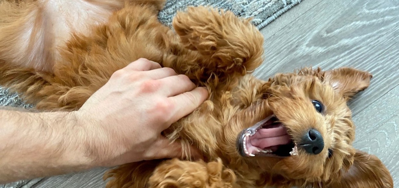 Why Puppies Nip and Bite and How to Stop Them - Desktop