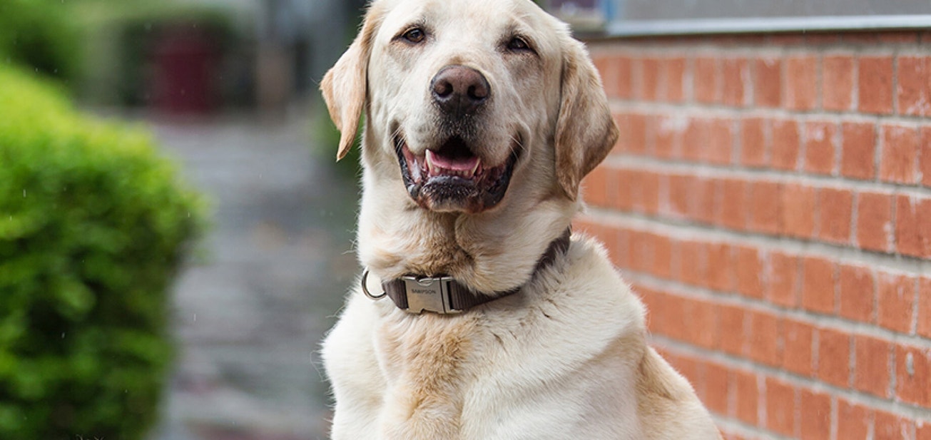 Adopting a senior dog: Is older better? - Desktop