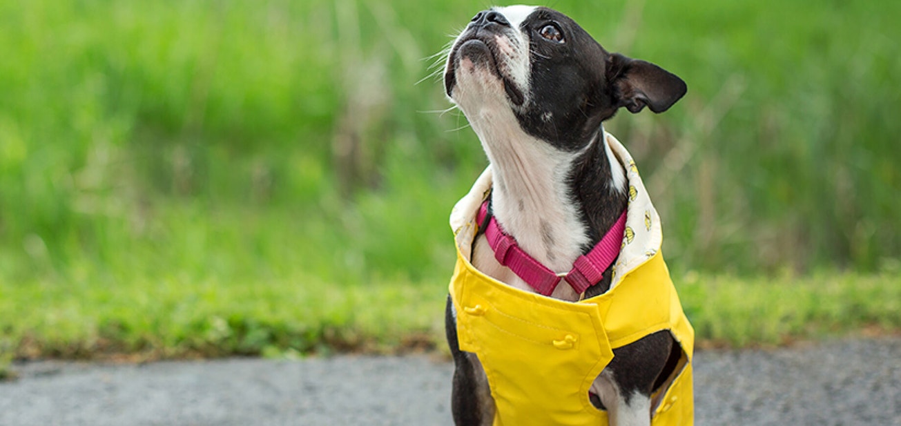 Finding a good groomer - Desktop