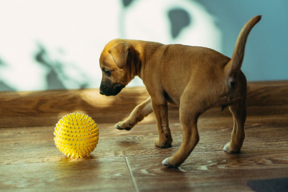 Puppy Teething: Stages, Signs and What to Do - Desktop