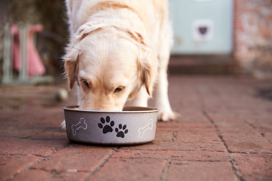 What to Feed a Dog with a Sensitive Stomach - Desktop