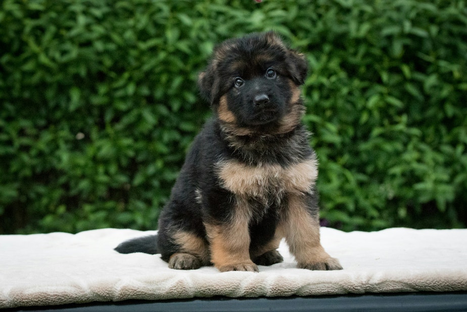 German Sheperd