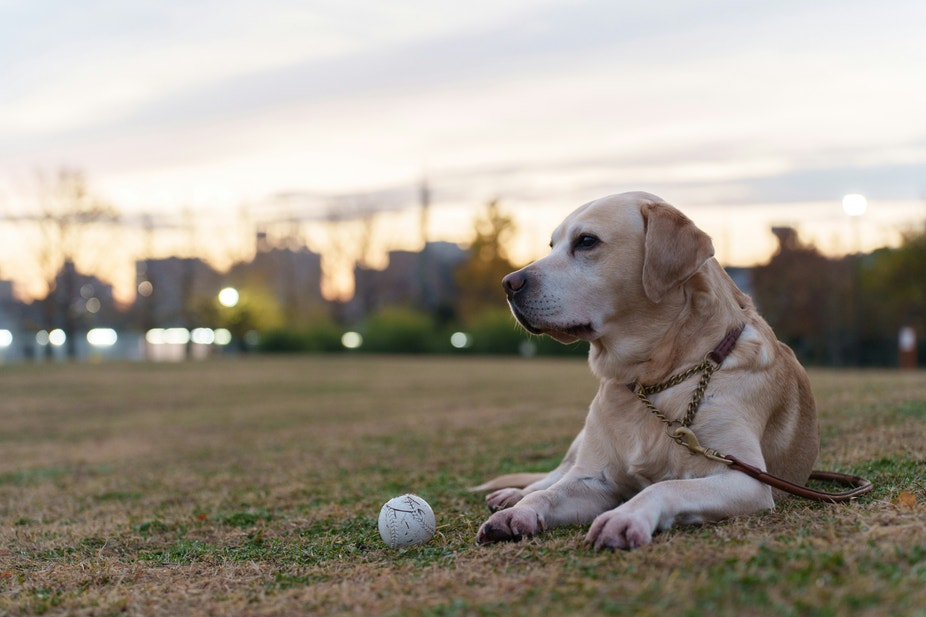 Labrador