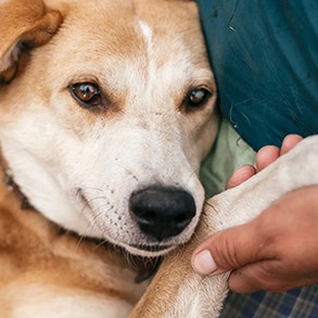 Do Dogs See Only In Black And White?