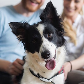 Forever Loyal: The Lifelong Benefits of Having a Dog