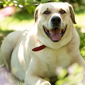 Why Does My Dog Hide His Bones?