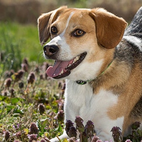 Skin & coat: Your dog's first line of defence