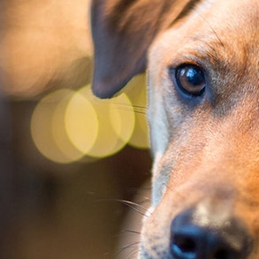  Dealing with separation related disorders