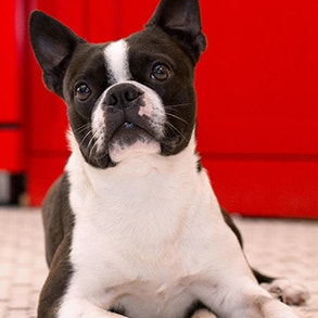  Dogs and cats: Keeping peace in the house