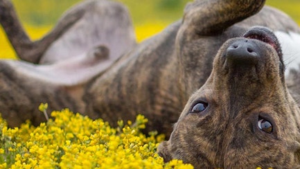 shelter-dog-in-flowers