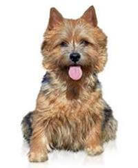 Norwich hotsell terrier price