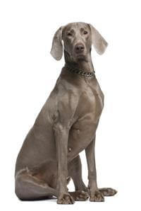 Weimaraner dog breed 2025