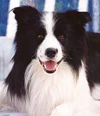 Border collie pedigree 2025
