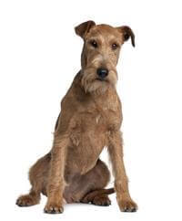 Irish clearance terrier information