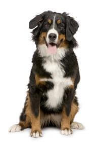 Small mountain cheap dog breeds