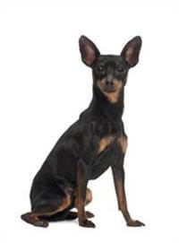 Miniature pinscher intelligence sale