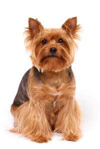 Large outlet yorkshire terrier