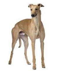 Greyhound