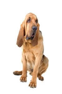 Bloodhound images best sale