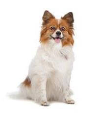 Giant papillon dog store
