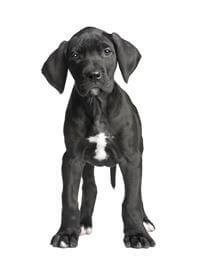 Great Dane
