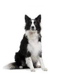 Bearded shop collie pedigree