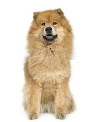 Chow Chow