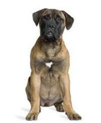 Best food for bullmastiff clearance
