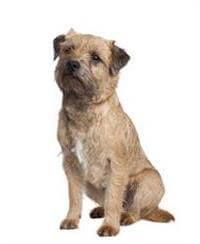 are border terriers double coated