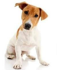 Pedigree jack russell 2025