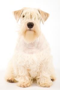 Welsh sealyham sales terrier