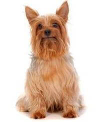 Australian terrier hot sale silky