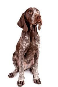 Spanish sales pointer rescue