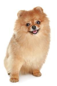 Small discount japanese dog