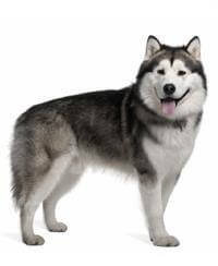 Australian malamute dog discount