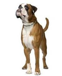 Boxer