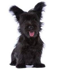 Skye new arrivals terrier breed