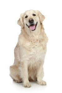 Golden retriever pedigree outlet