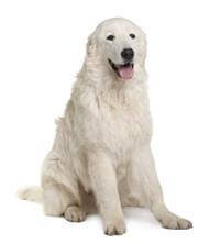 Maremma discount sheepdog personality