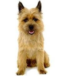 Large sales cairn terrier