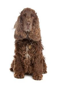 Pedigree cocker spaniel puppies shop