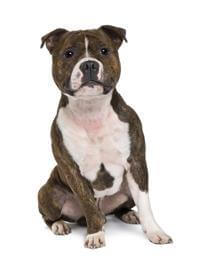 Pedigree staffy hot sale puppies